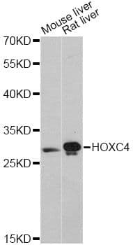 HOXC4 Antibody