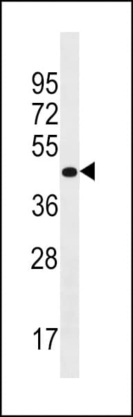 PRR25 Antibody (aa294-320)