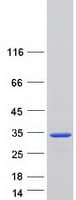 Human CLIC3 Protein (Recombinant Myc-DDK (Flag))