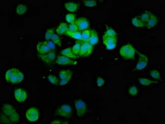 MAP3K6 / MEKK6 Antibody