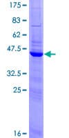 Human CREM / ICER Protein (Recombinant GST)