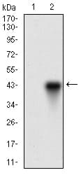 ONECUT3 / OC3 Antibody (aa350-455, clone 10B2F5)