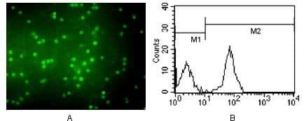 Monoclonal Mouse anti-Human CD3 Antibody (clone 4D10A6, FITC, IF)