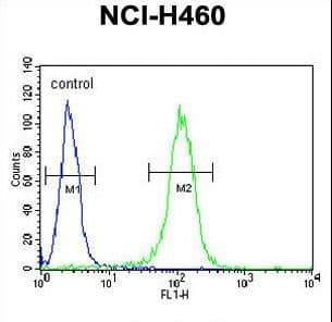 BHLHE41 / BHLHB3 / SHARP1 Antibody (aa17-46)