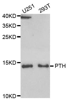 PTH / Parathyroid Hormone Antibody