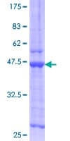 Human RARRES2 / Chemerin Protein (Recombinant GST)