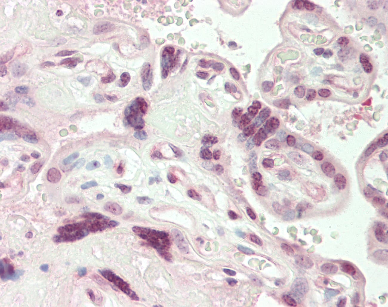 VGLL1 Antibody (aa180-229)