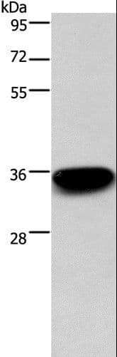 ARTS Antibody