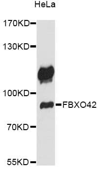 FBXO42 / JFK Antibody