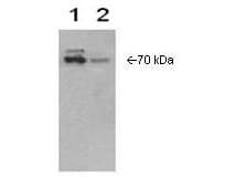 IHC-plus™ PTGS2 / COX2 / COX-2 Antibody