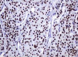 DCPS Antibody (clone OTI4H8)
