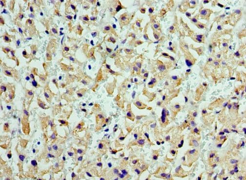 Polyclonal Rabbit anti-Human CST7 / Cystatin F Antibody (aa20-145, IHC)