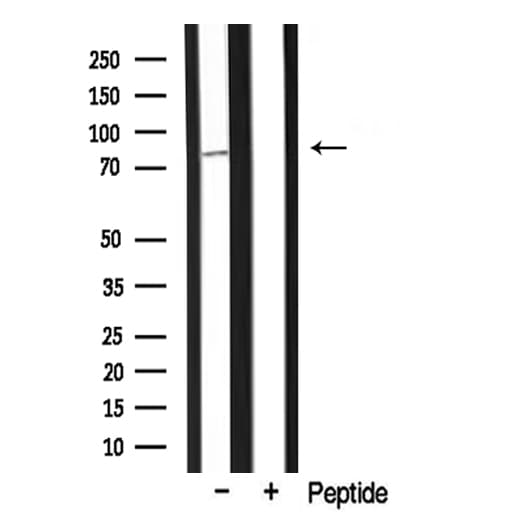 MARK2 Antibody