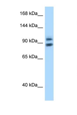 ZHX1 Antibody (aa32-81)