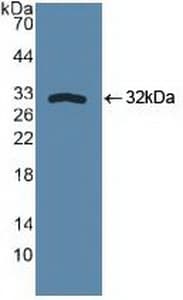 SPHK / SPHK1 Antibody (aa148-398)