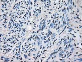 HSD17B10 / HADH2 Antibody (clone OTI11A2, Carrier-free)