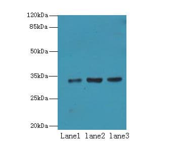 Alpha SNAP Antibody