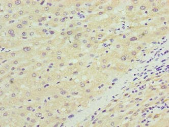 NKAIN4 / C20orf58 Antibody