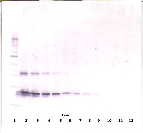 CNTF Antibody