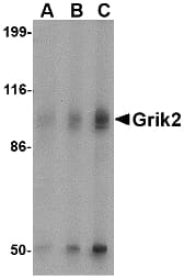 GRIK2 / GLUR6 Antibody