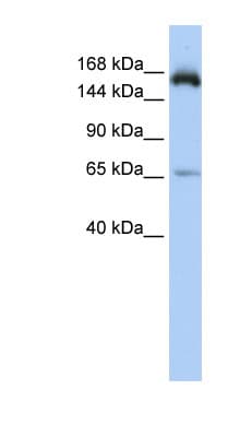 RPRD2 Antibody (aa1332-1381)