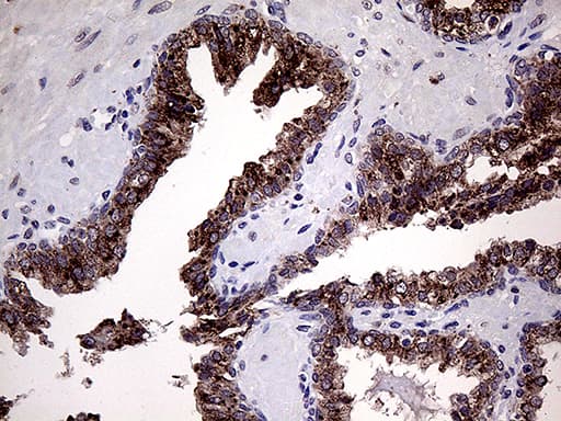 Monoclonal Mouse anti-Human GALNT10 Antibody (clone OTI4F11, aa1-318, IHC, WB)