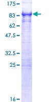 Human PICALM / CALM Protein (Recombinant GST)