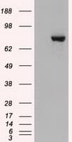 STAT3 Antibody (clone OTI21E7)