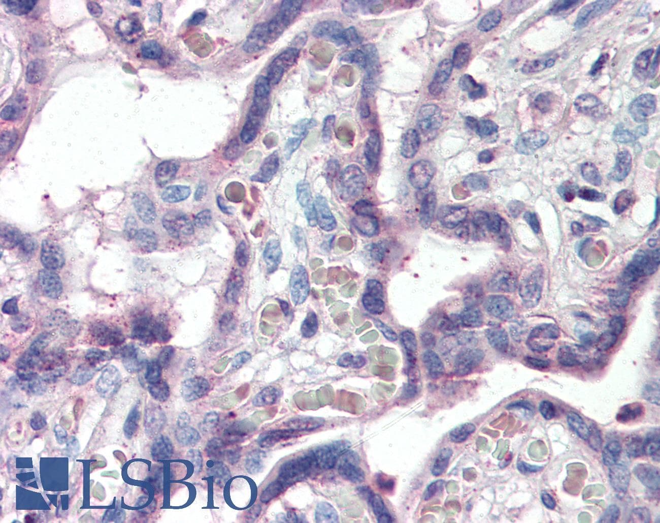 IHC-plus™ SLC12A4 / KCC1 Antibody (aa997-1007)