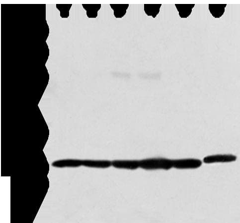 PRDX4 / Peroxiredoxin 4 Antibody
