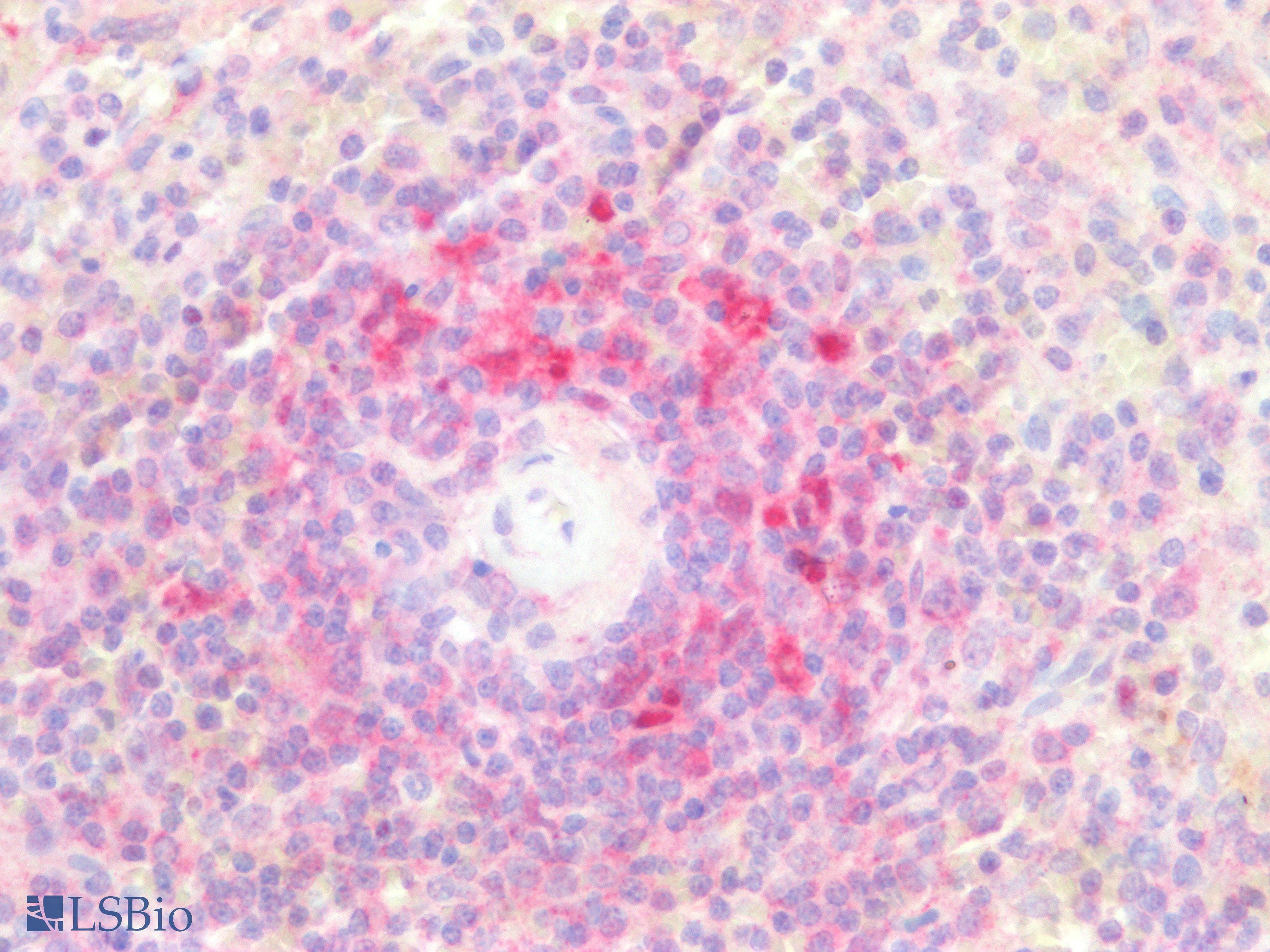 PathPlus™ RELB Antibody (clone 1684CT450.20.25)