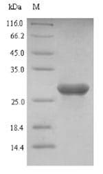 Human LGALS2 / Galectin 2 Protein (Recombinant GST, N-terminus)