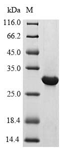 Human CRF2-12 / IL28RA Protein (Recombinant)