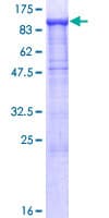 Human PCDH21 / Protocadherin 21 Protein (Recombinant GST)