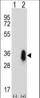 CD27 Antibody (aa196-225)