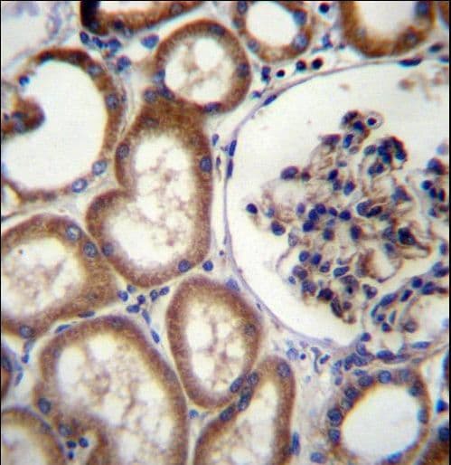 MBTPS2 Antibody (aa15-44)