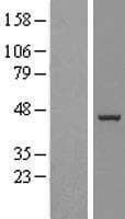 BXDC5 / RPF1 Protein (Over-Expression Lysate Myc-DDK (Flag))