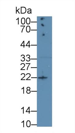 AREG / Amphiregulin Antibody