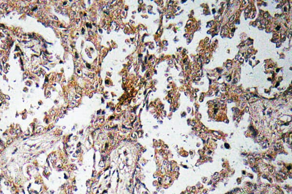 Ghrelin Antibody (Lys47)