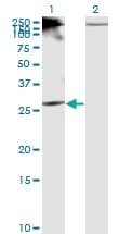 IHC-plus™ Monoclonal Mouse anti-Human RICTOR Antibody (clone 1F3, IHC, WB)
