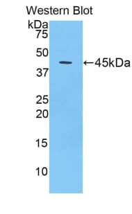 CDNF / ARMETL1 Antibody (aa33-187, Biotin)