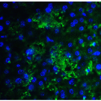 IHC-plus™ SMURF2 Antibody