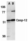 Polyclonal Rabbit anti-Mouse CASP12 / Caspase 12 Antibody (IHC, WB)