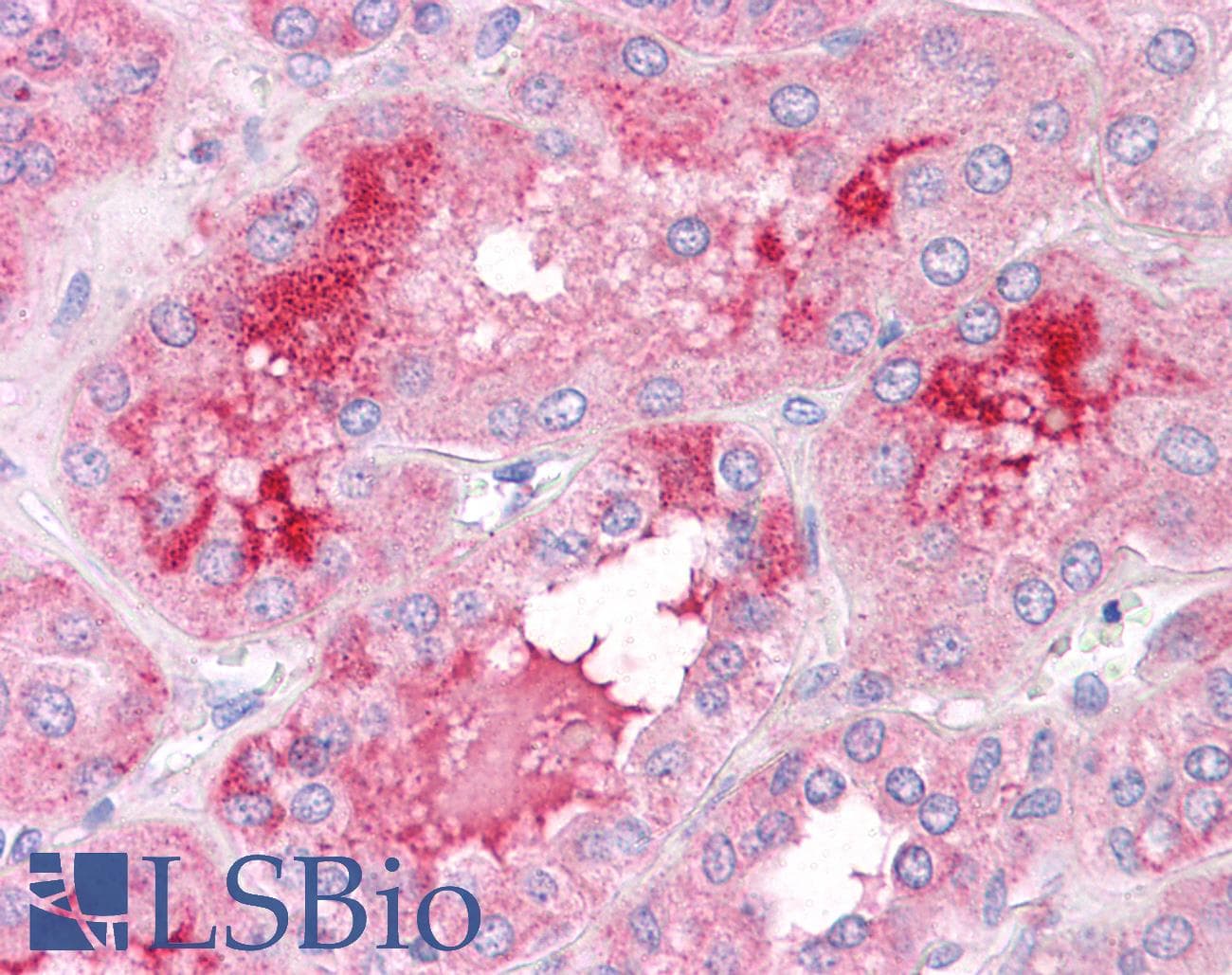 IHC-plus™ TMEM184B Antibody