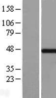 MKRN2 Protein (Over-Expression Lysate Myc-DDK (Flag))