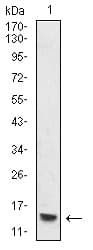 HIST2H4A Antibody (clone 3E7H2)