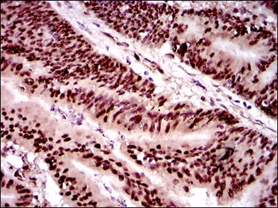 Monoclonal Mouse anti-Human TWIST1 / TWIST Antibody (clone 10E4E6, aa9-74, IHC, IF, WB)