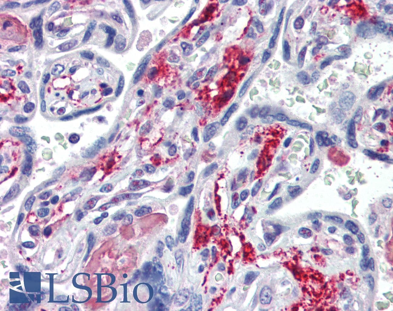 IHC-plus™ NT5E / eNT / CD73 Antibody (aa520-550)