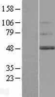 TMEM130 Protein (Over-Expression Lysate Myc-DDK (Flag))