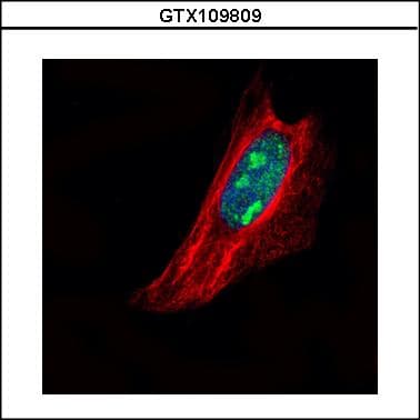 TSPYL1 Antibody (aa1-203)